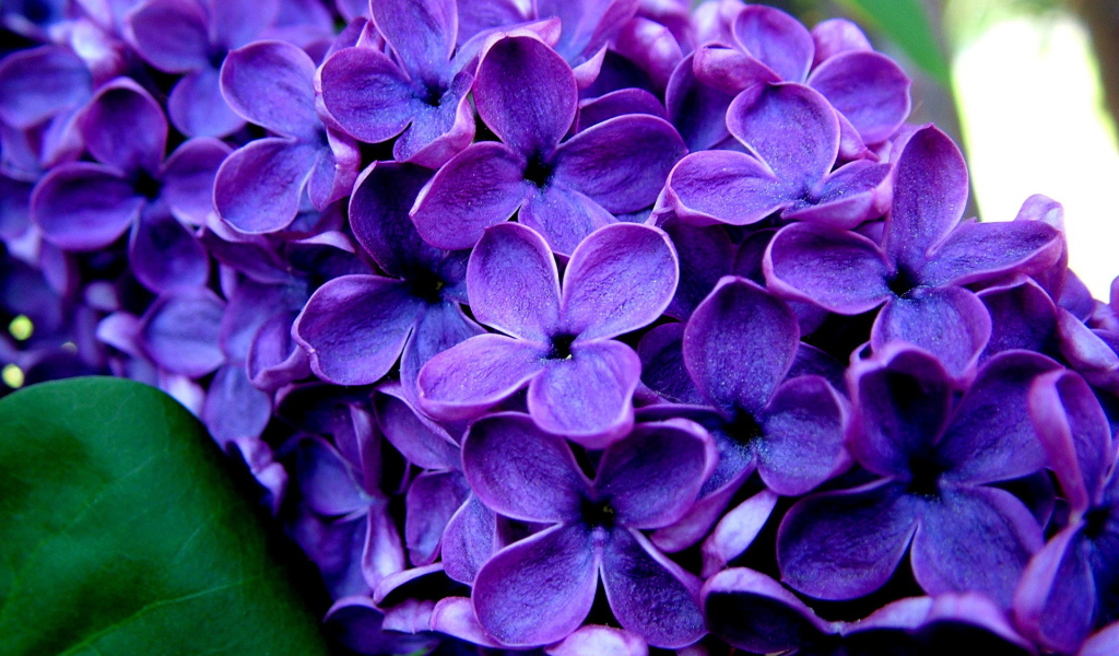 Ветка сирени