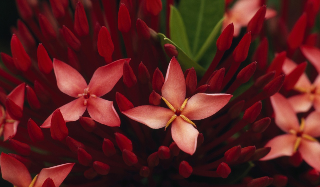 Живые цветы обои