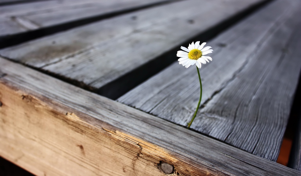 Одинокая ромашка