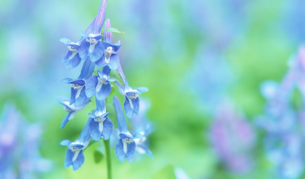 Луговые цветочки