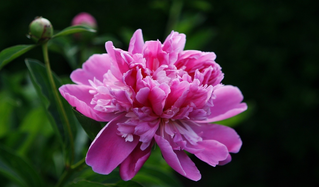 Розовый пион