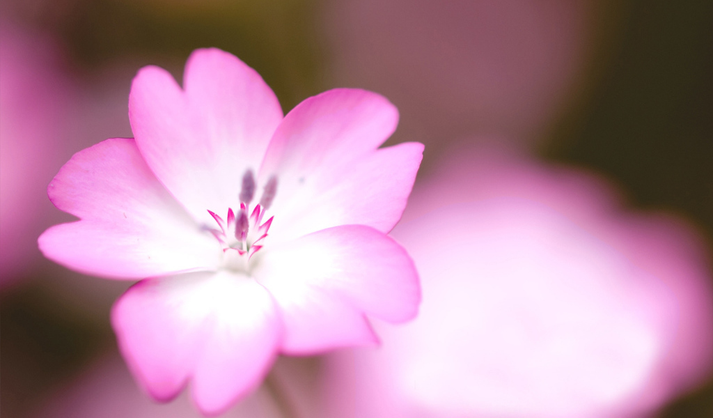 Розовый цветок