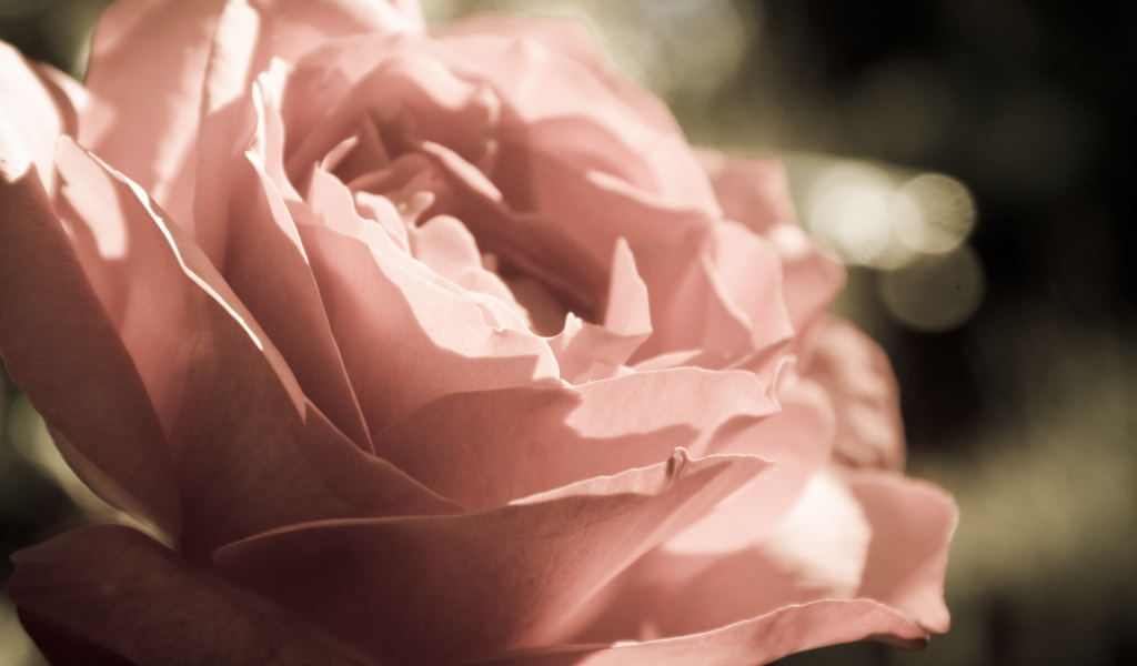 Розовая роза