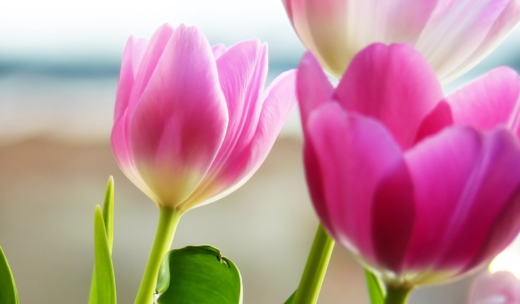 Розовые тюльпаны