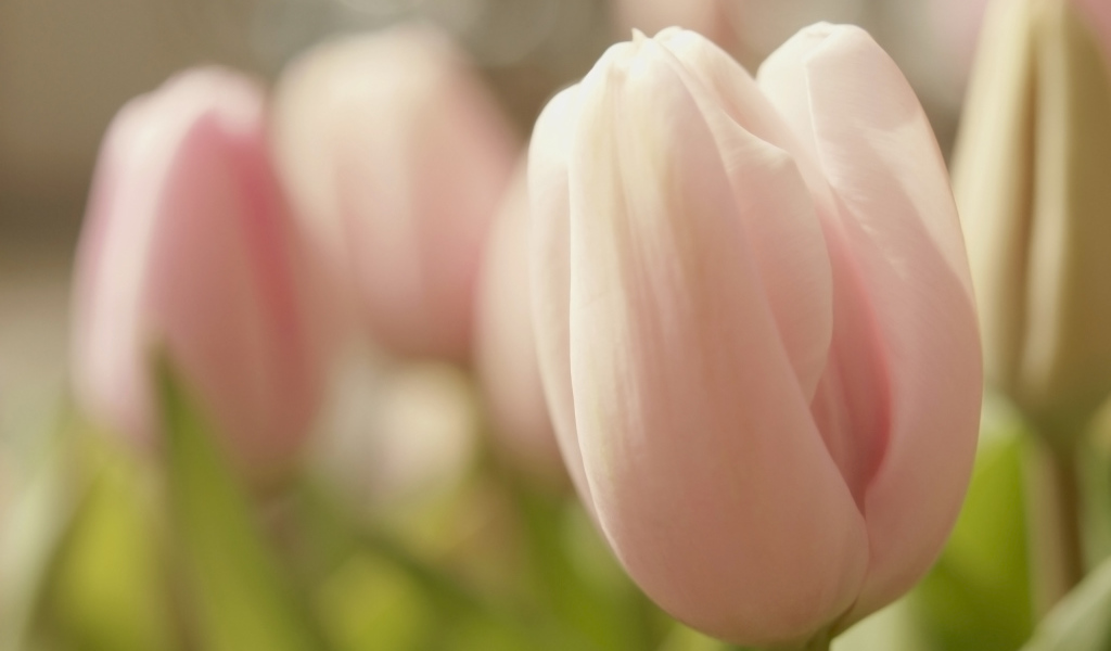 Розовые тюльпаны