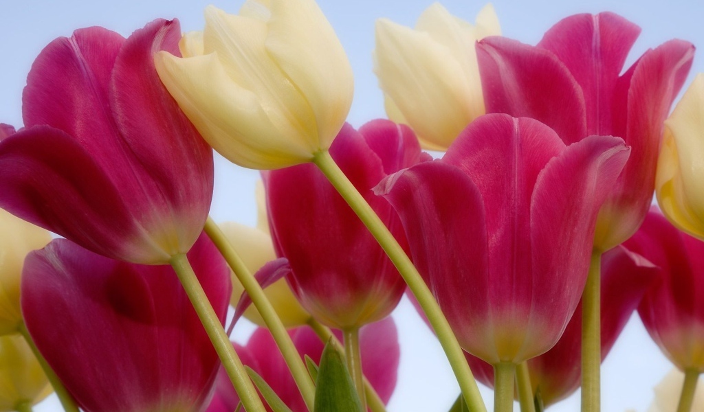 Россыпь тюльпанов