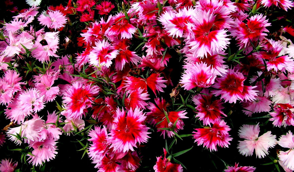 Колючие цветочки