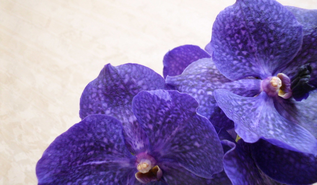 Сиреневая ванда