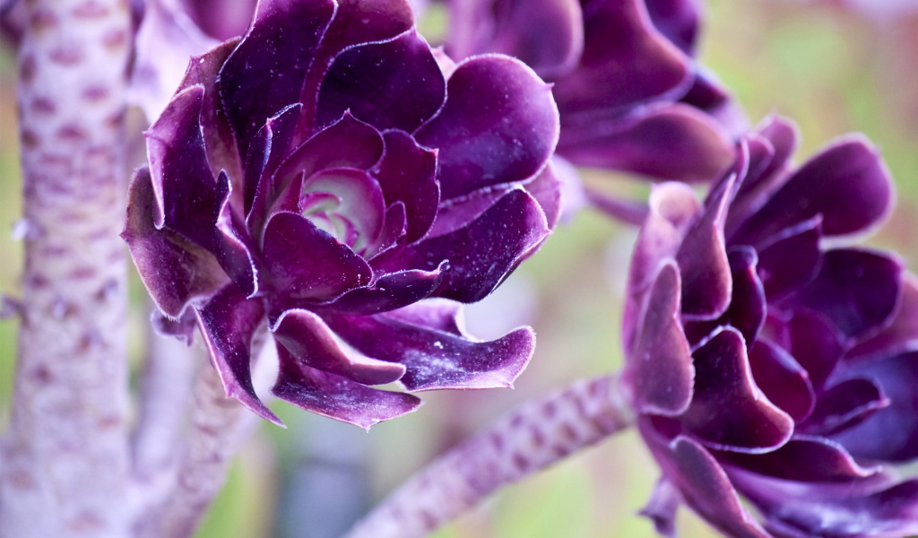 Фиолетовые цветы