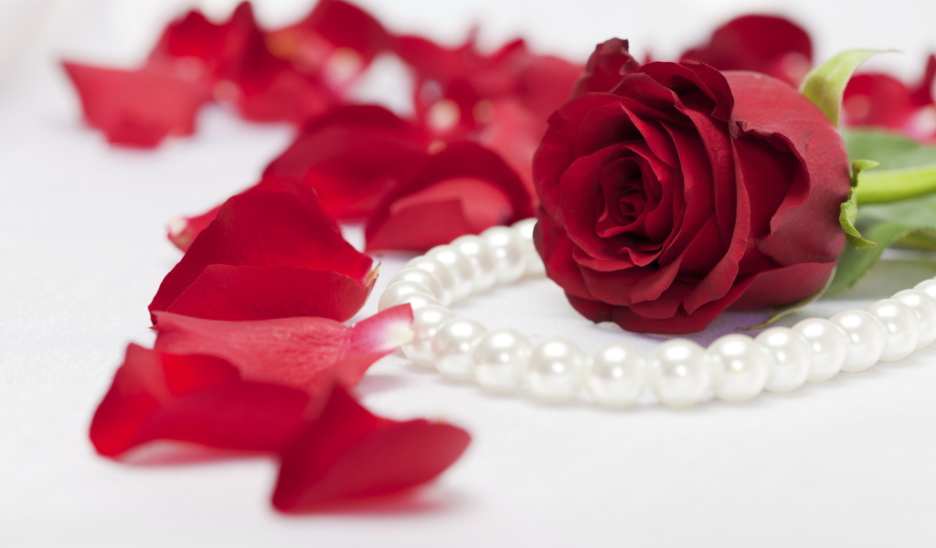 Алая роза и жемчуг