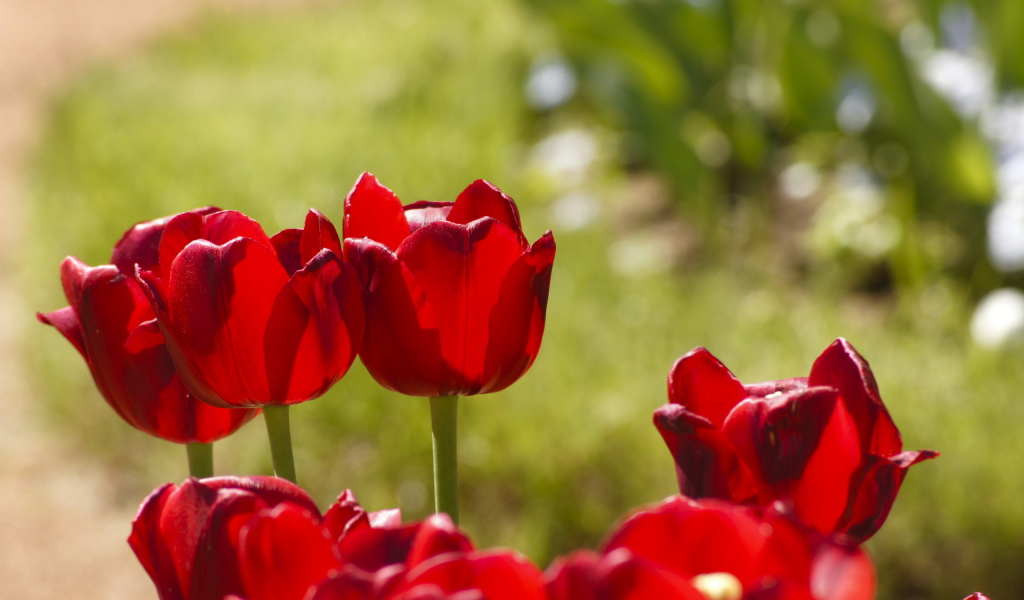 Красные тюльпаны