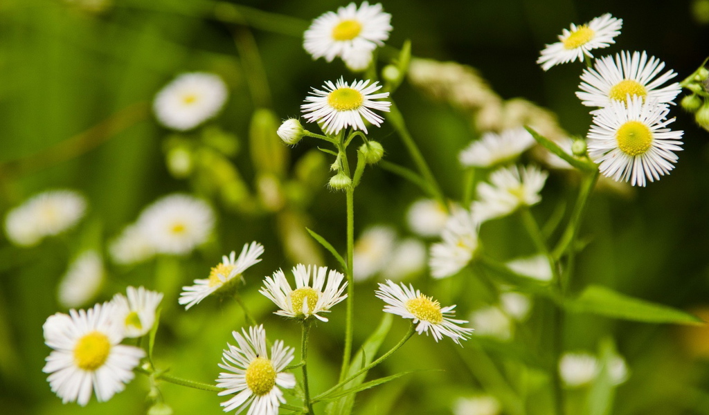 Мелкие ромашки