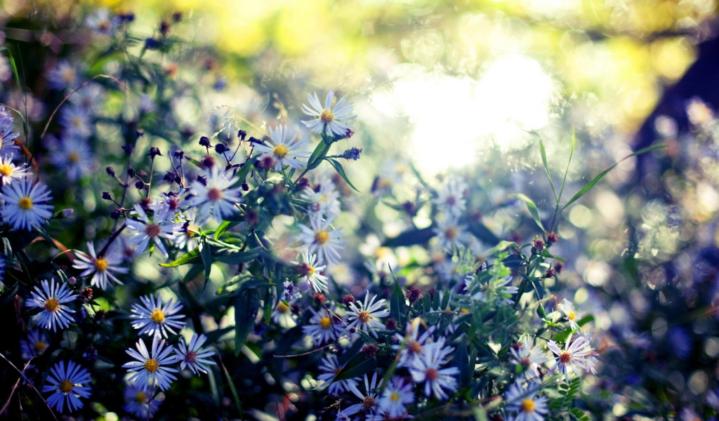 Мелкие цветочки