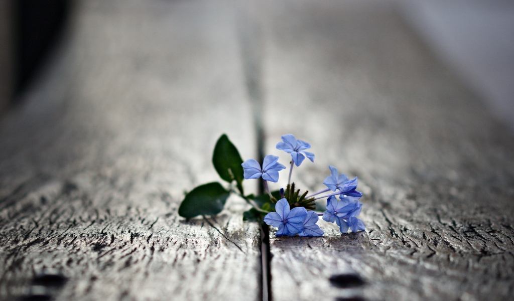 Маленькие цветочки