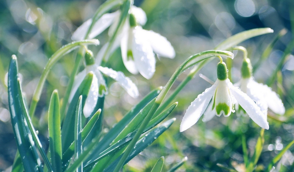 Подснежники