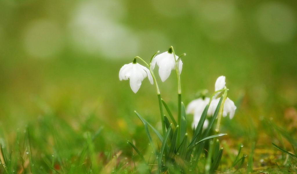 Подснежники в траве