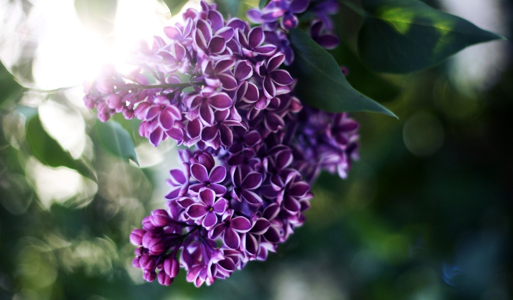 Веточка сирени