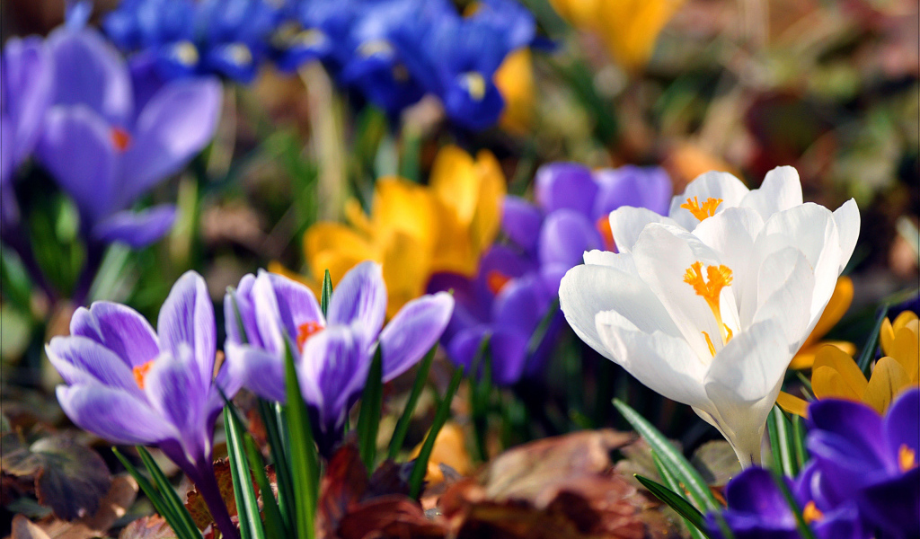 Весенняя красота