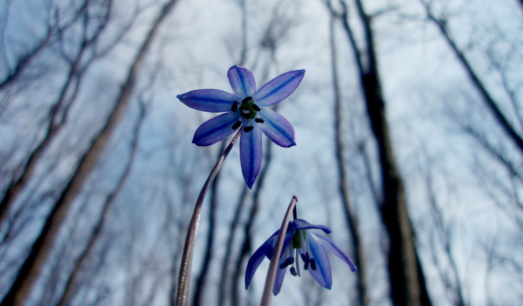 Весенние цветочки