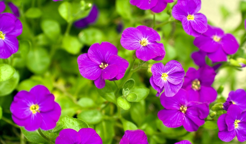 Весенние цветочки