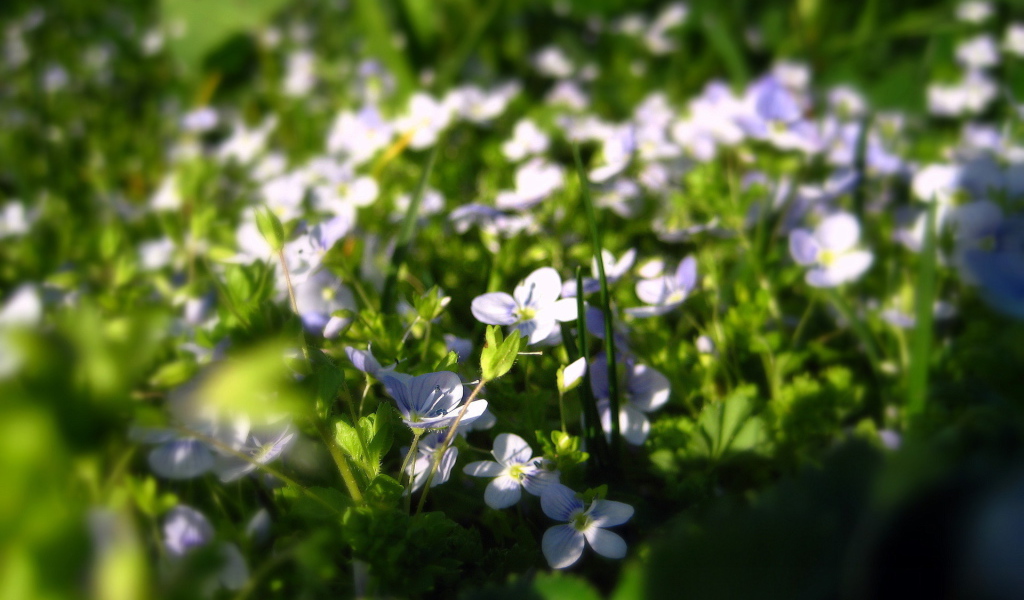 Летние нежные цветочки