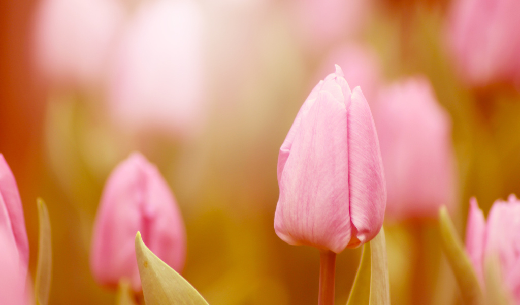 Нежные тюльпаны