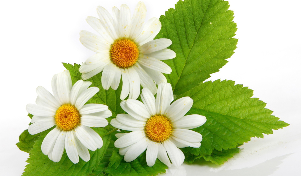 Три ромашки