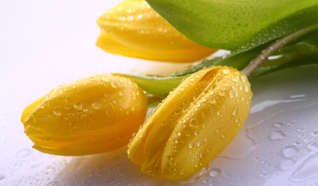 Три желтых тюльпана