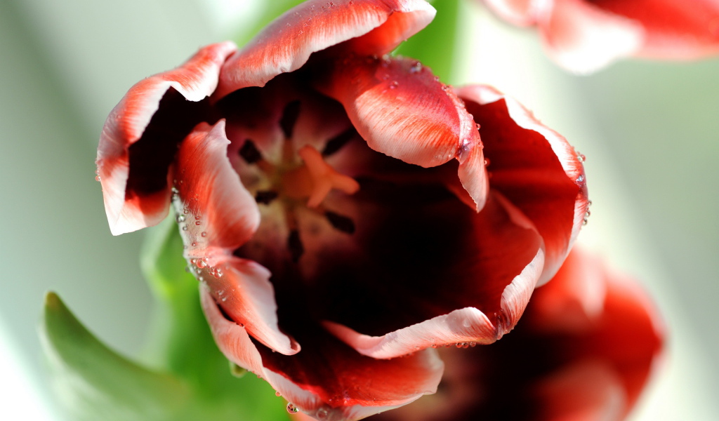 Раскрывшийся тюльпан