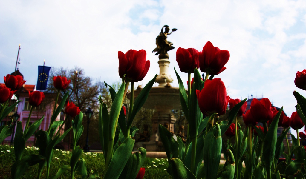 Тюльпаны