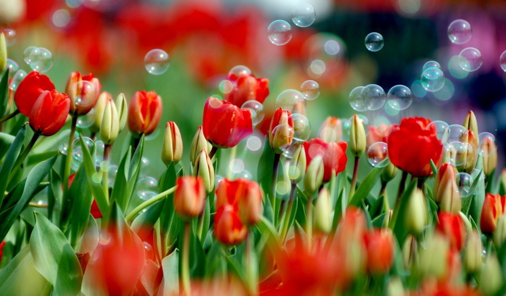 Тюльпаны и мыльные пузыри