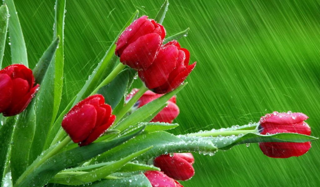 Тюльпаны под дождем