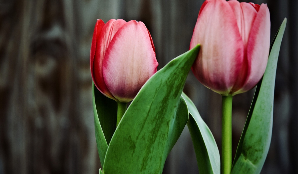 Два тюльпана