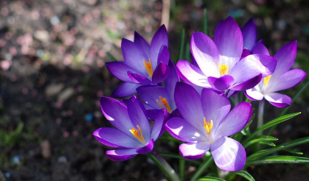 Фиолетовые крокусы