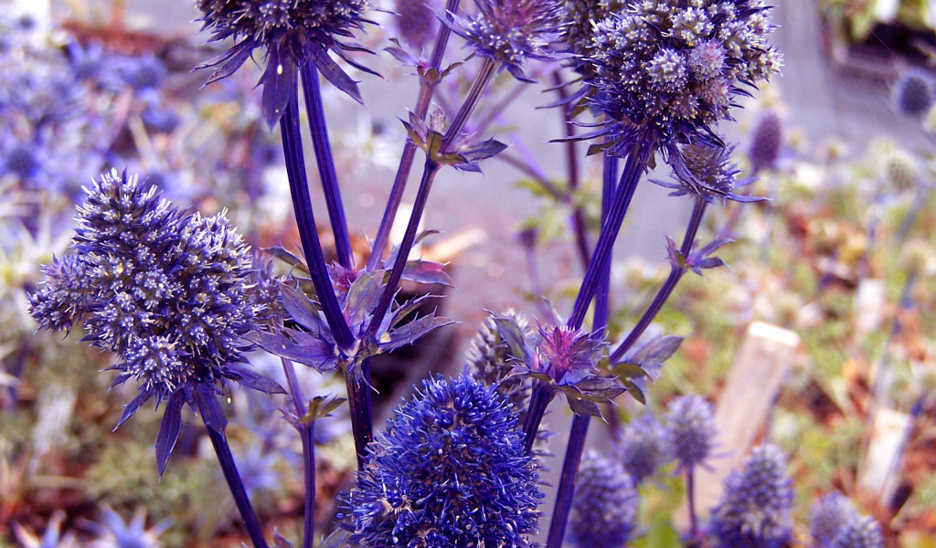 Фиолетовые колючки