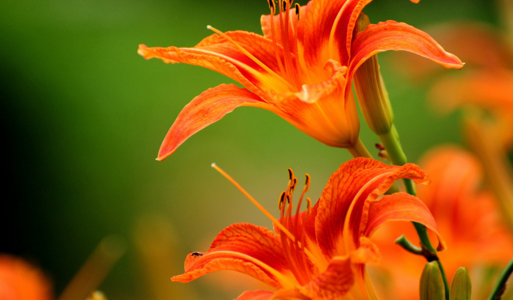 Яркие лилии