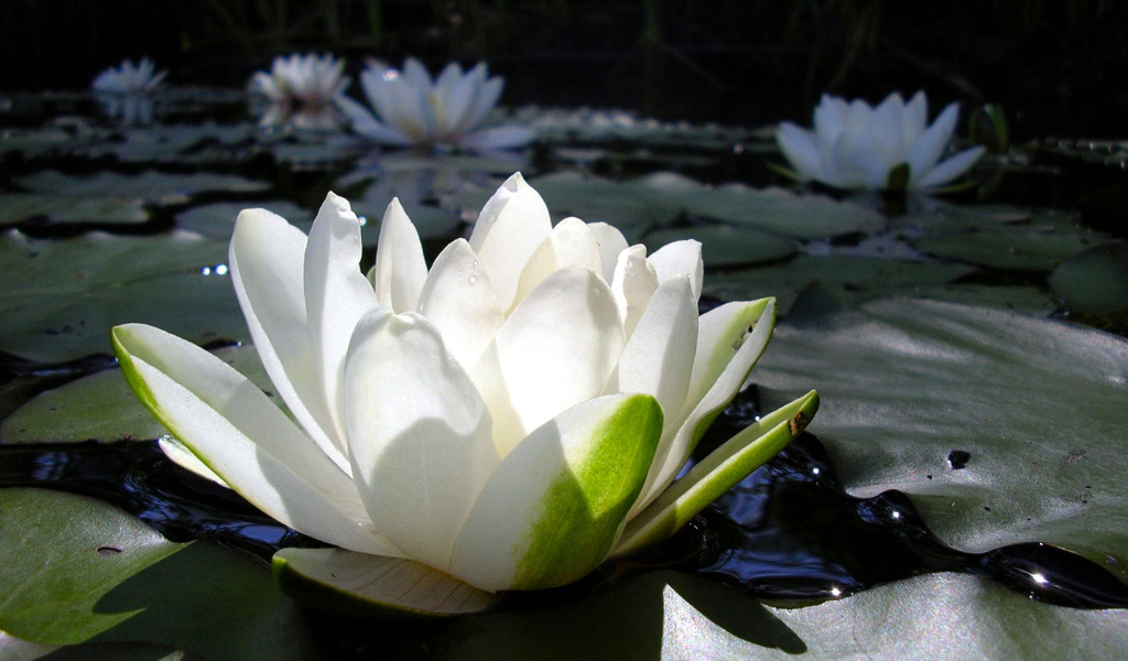 Водяная лилия