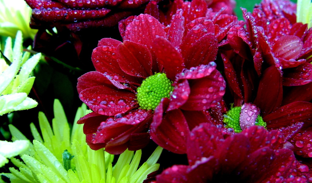 Мокрый букет