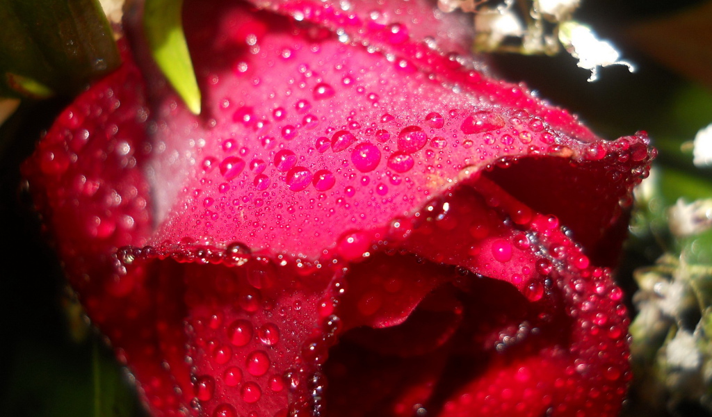 Мокрая алая роза