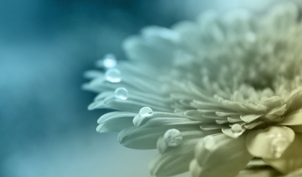 Белый цветок