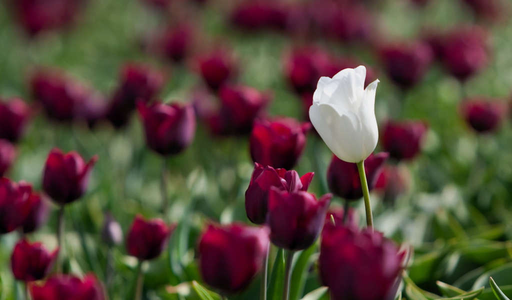 Белый и красный тюльпаны