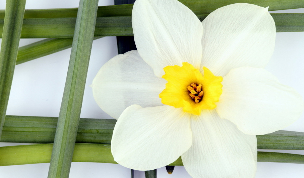 Белый нарцисс