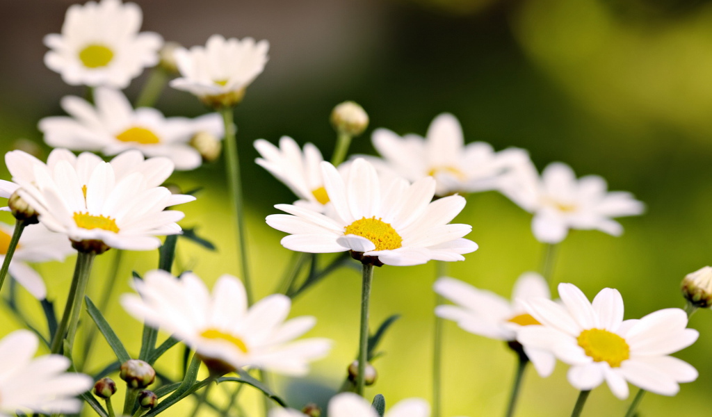 Белые ромашки