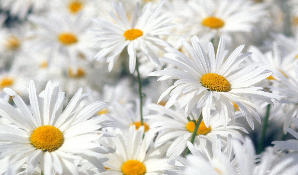 Белые ромашки