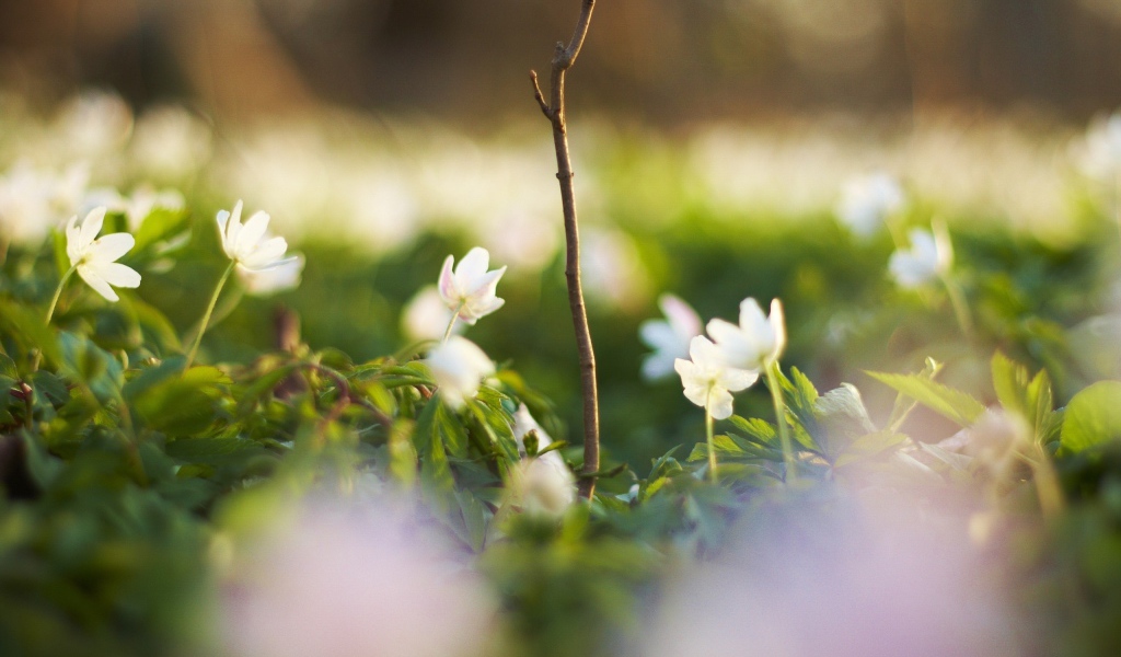 Белые цветочки