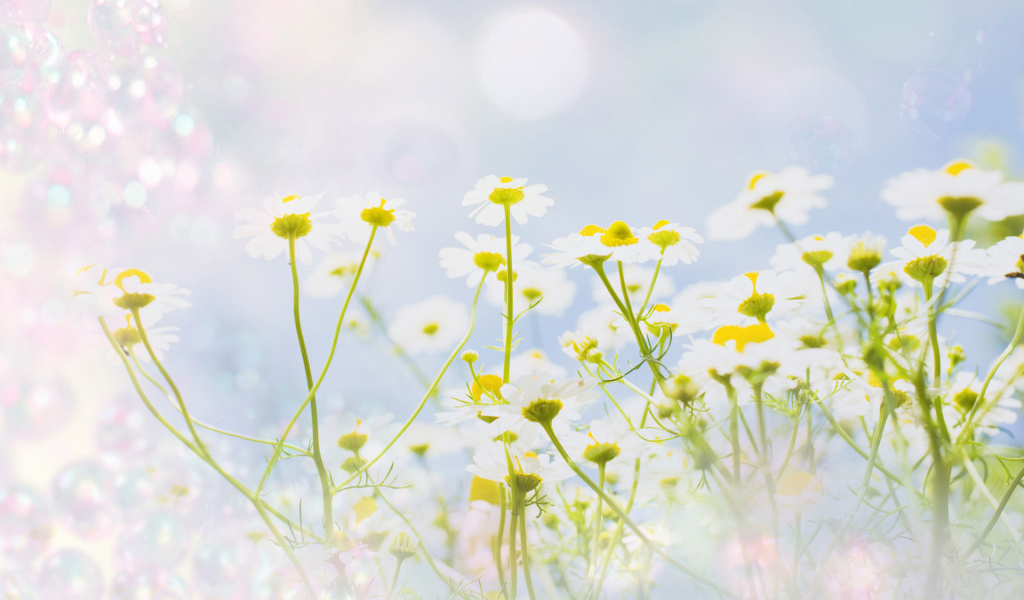 Полевые ромашки