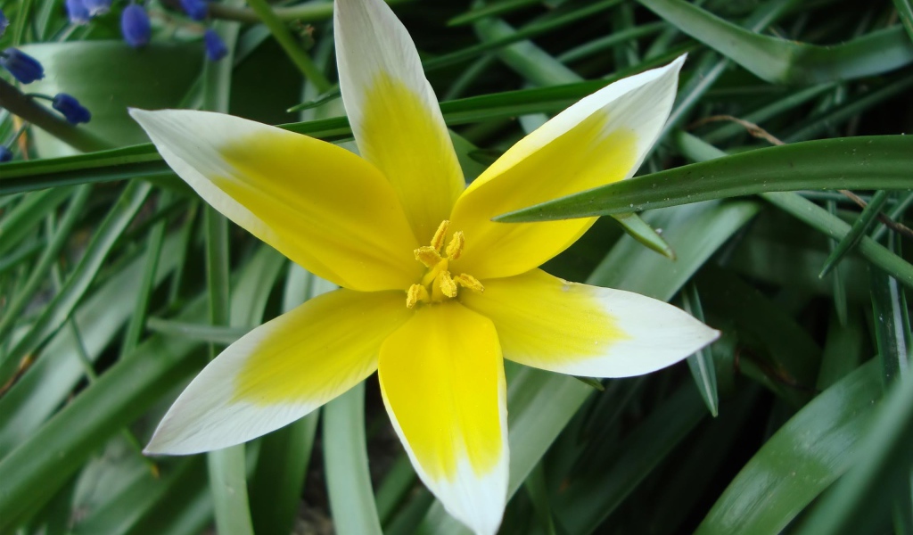 Желто-белая звездочка