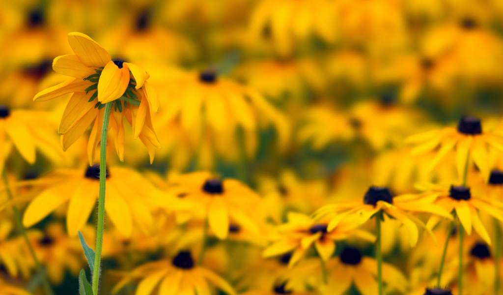 Желтые ромашки