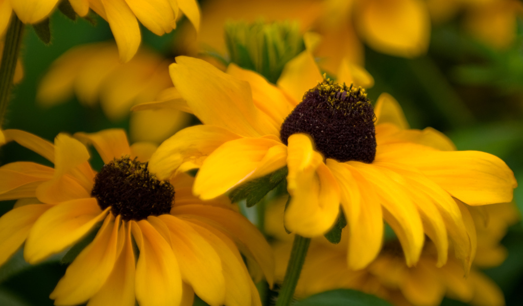 Желтые цветочки