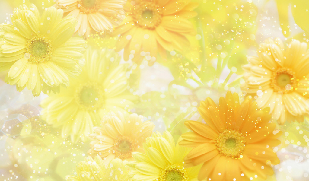 Желтые герберы